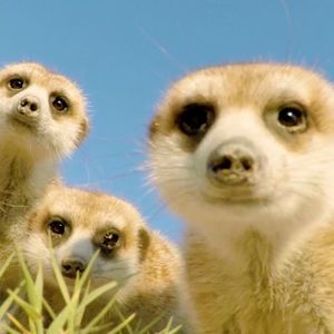 Meet your Posher, Malachi